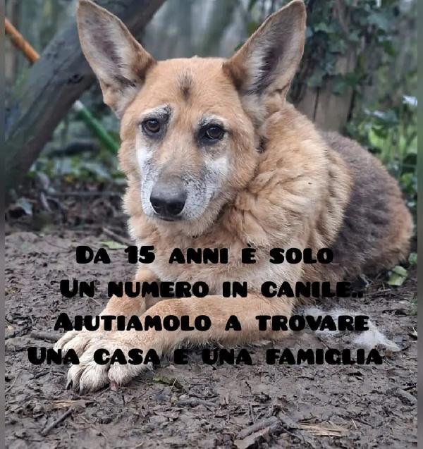 Pastore 15Anni Di Vita Invisibile In Canile! Firenze